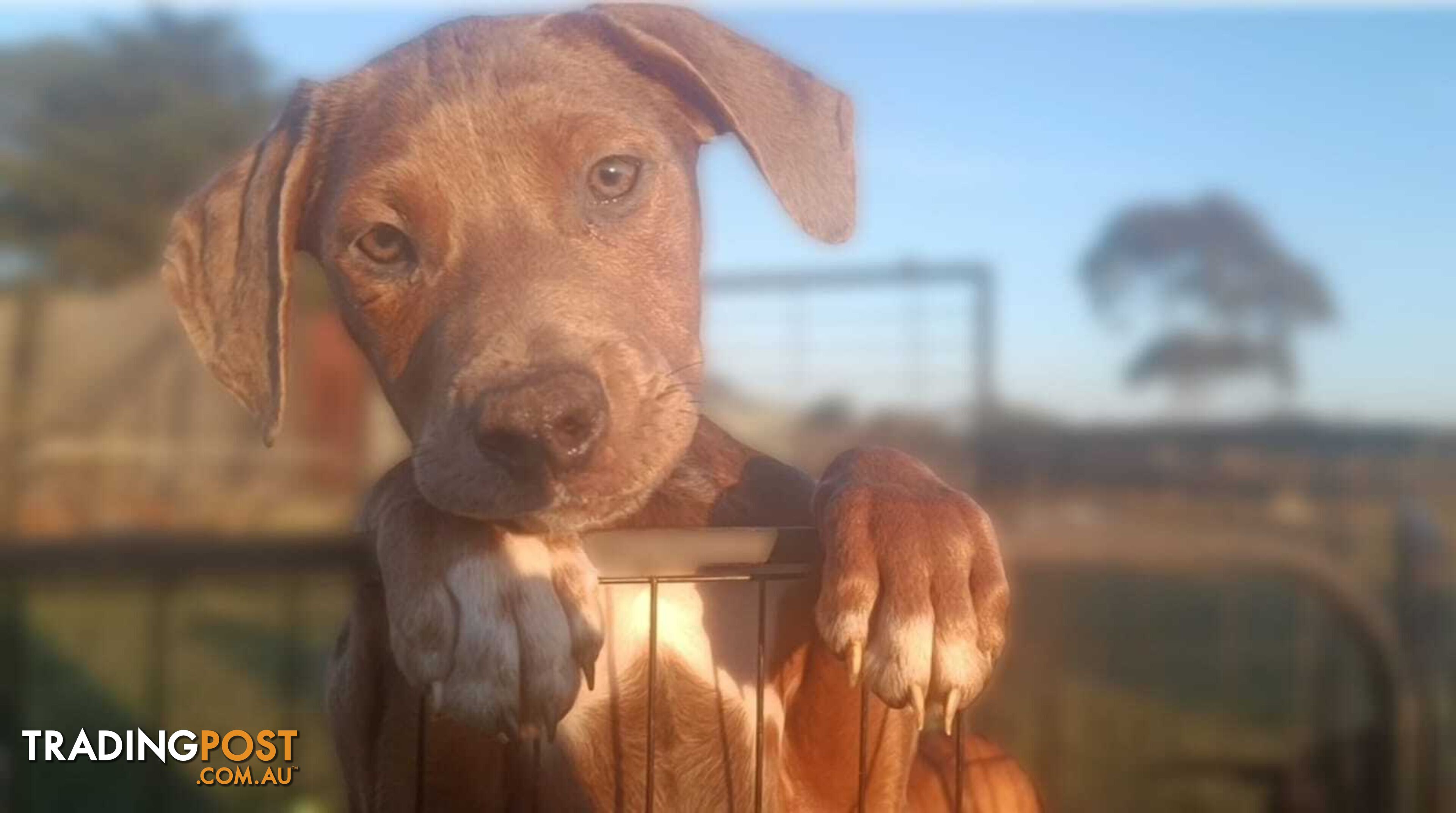 Gorgeous staffy puppies