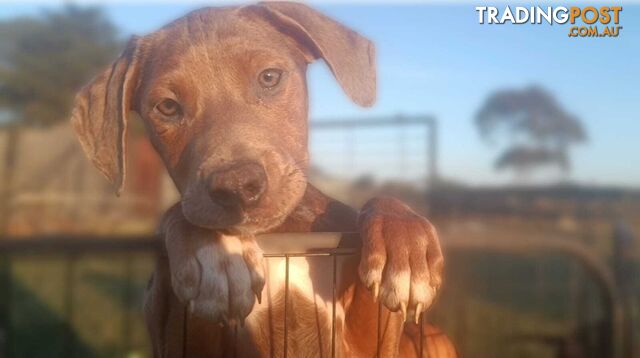 Gorgeous staffy puppies