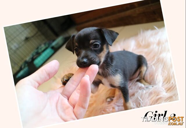 Chihuahua X Mini Fox ( Foxy, Foxi, Foxie ) Terrier Puppies