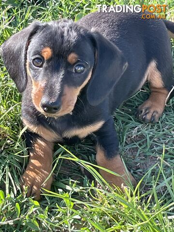 Purebred best sale dachshund puppies