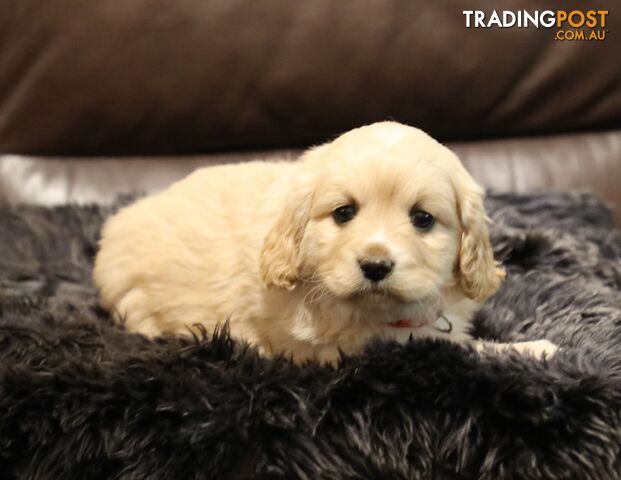 Beautiful Cavoodles