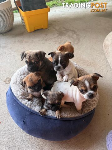 Pug x chihuahua puppies