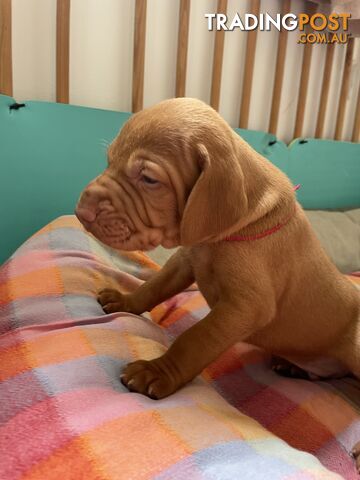 Purebred Hungarian vizsla puppy’s