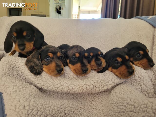 Purebred Mini Dachshunds