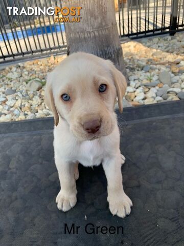 Beautiful Labrador puppies for sale