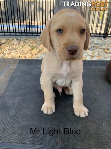 Beautiful Labrador puppies for sale