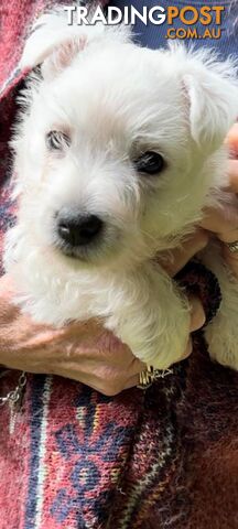 West highland terriers