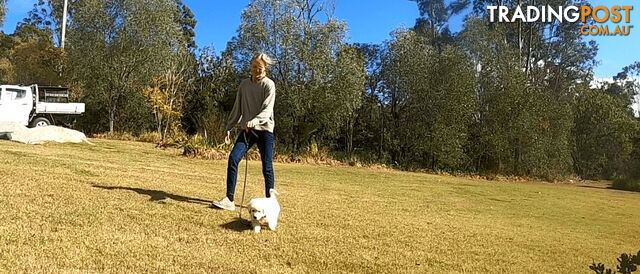 Pure bred maremma sheep dog pups - 10 weeks - photo 2 of 15