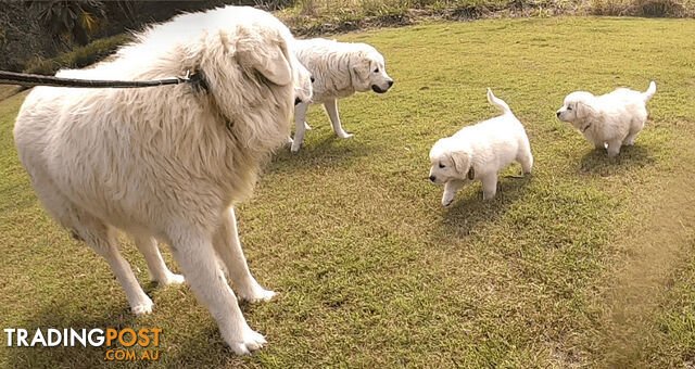 Pure bred maremma sheep dog pups - 10 weeks