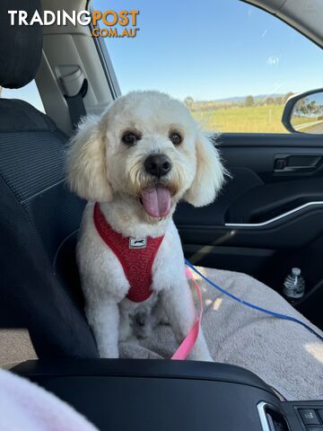 Cavoodle x Bichon Frise