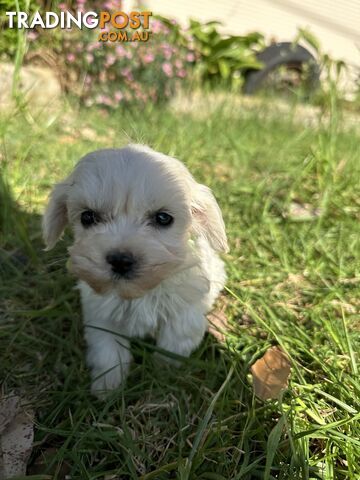 Beautiful Male Moodle Puppies