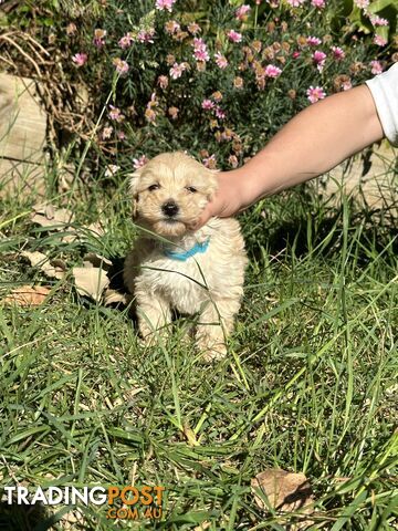 Beautiful Male Moodle Puppies