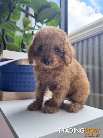 Pure Breed Toy Poodle - 1 MALE