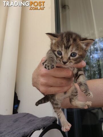 Domestic medium-hair kittens ready for their forever home Mid November