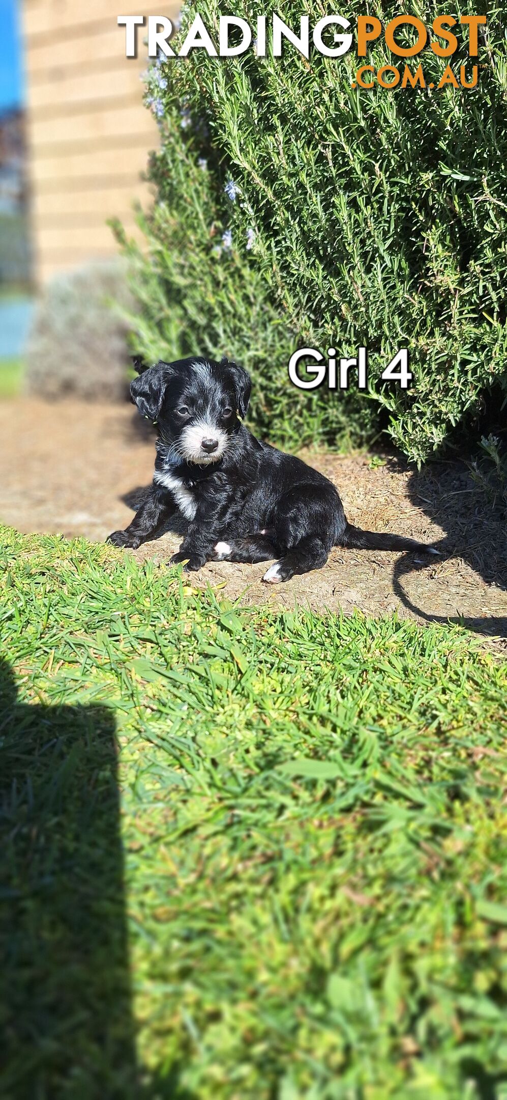 F1b POODLE X DACHSHUND PUPPIES!!