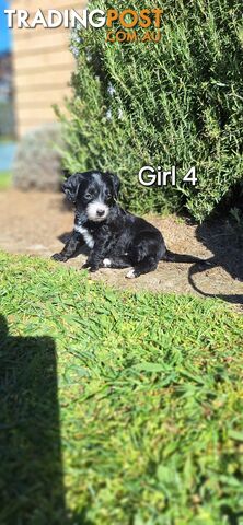 F1b POODLE X DACHSHUND PUPPIES!!