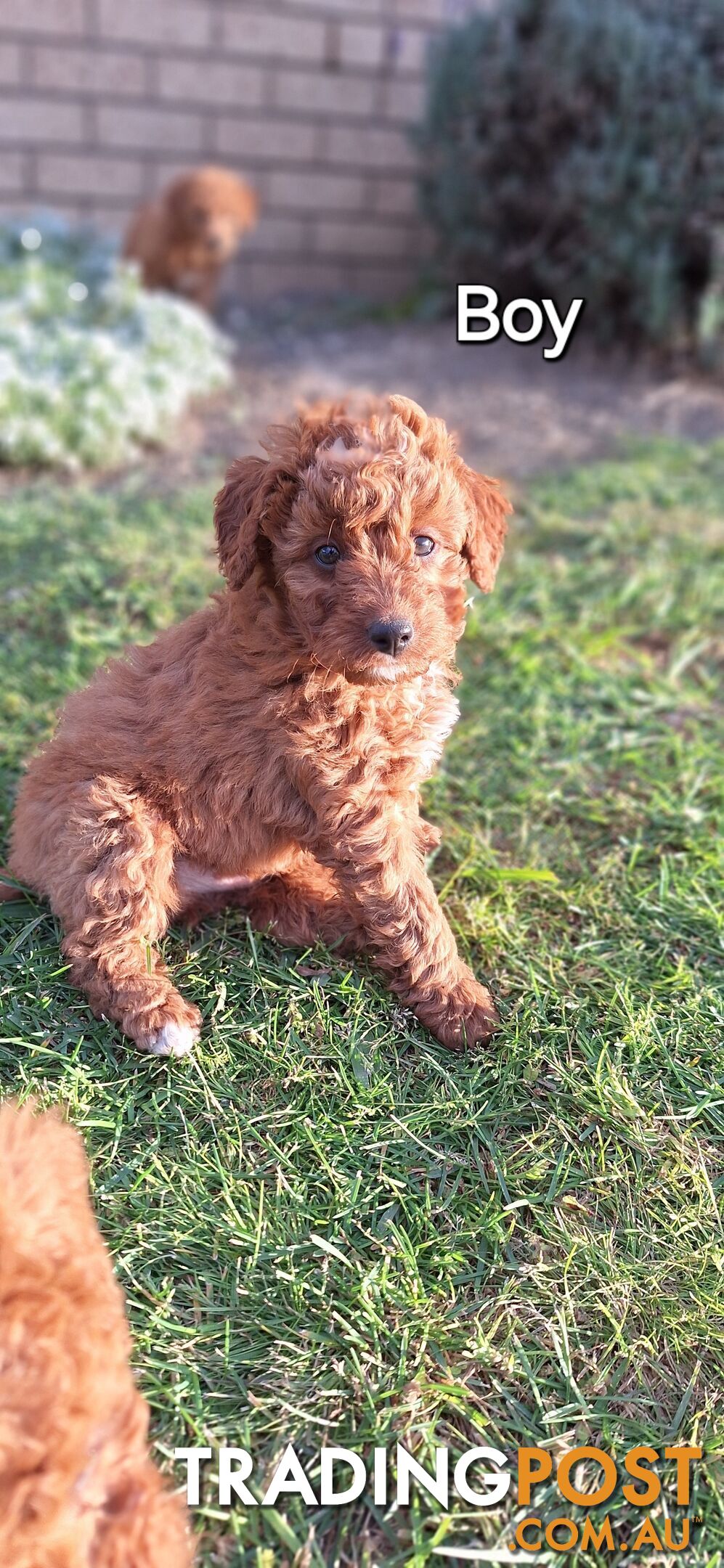 F1b POODLE X DACHSHUND PUPPIES!!