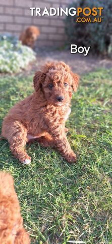 F1b POODLE X DACHSHUND PUPPIES!!