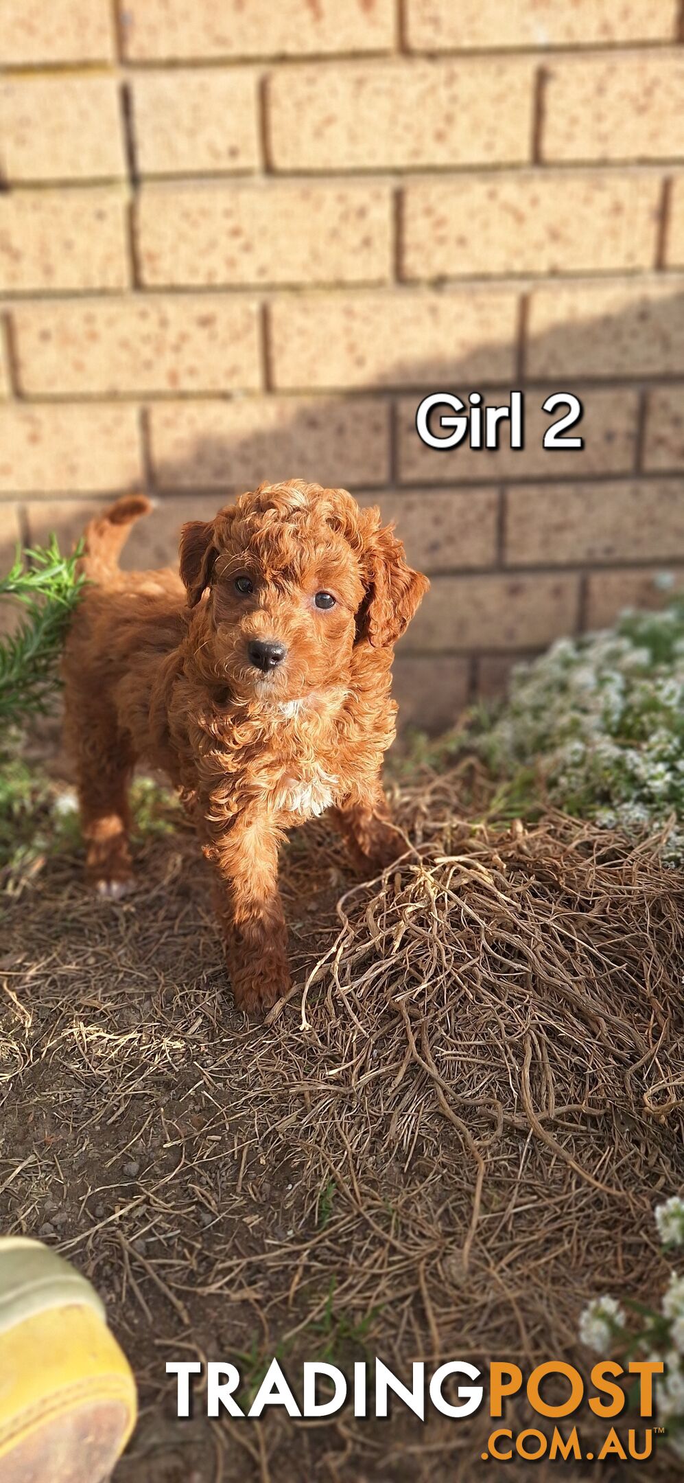 F1b POODLE X DACHSHUND PUPPIES!!