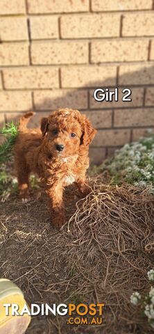 F1b POODLE X DACHSHUND PUPPIES!!