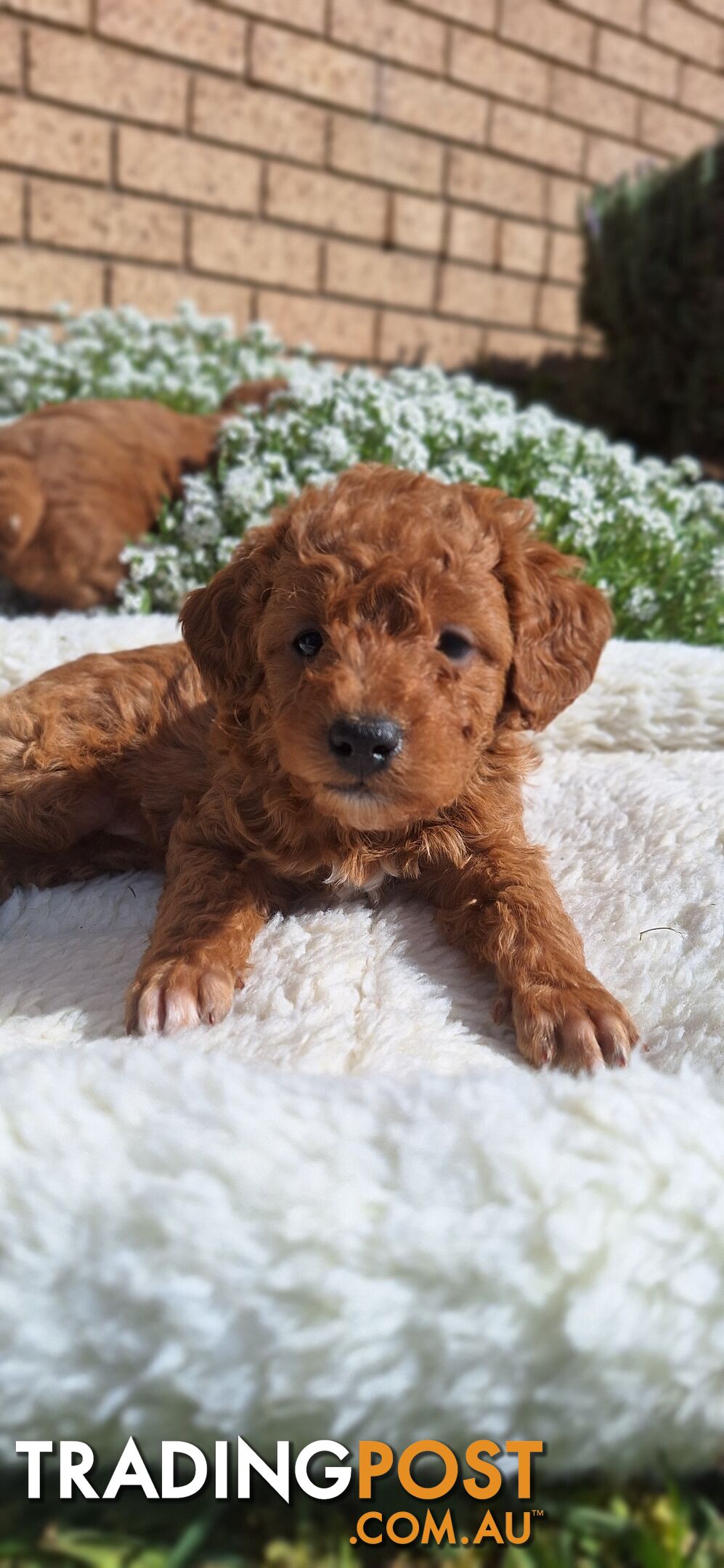 F1b POODLE X DACHSHUND PUPPIES!!