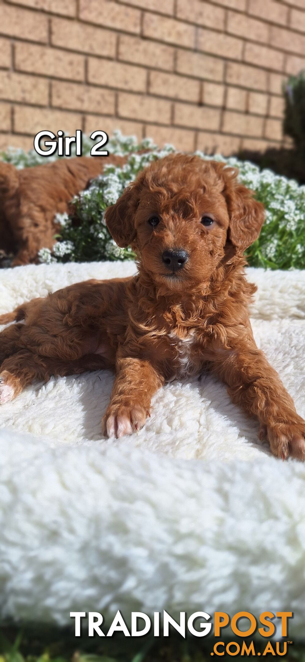 F1b POODLE X DACHSHUND PUPPIES!!