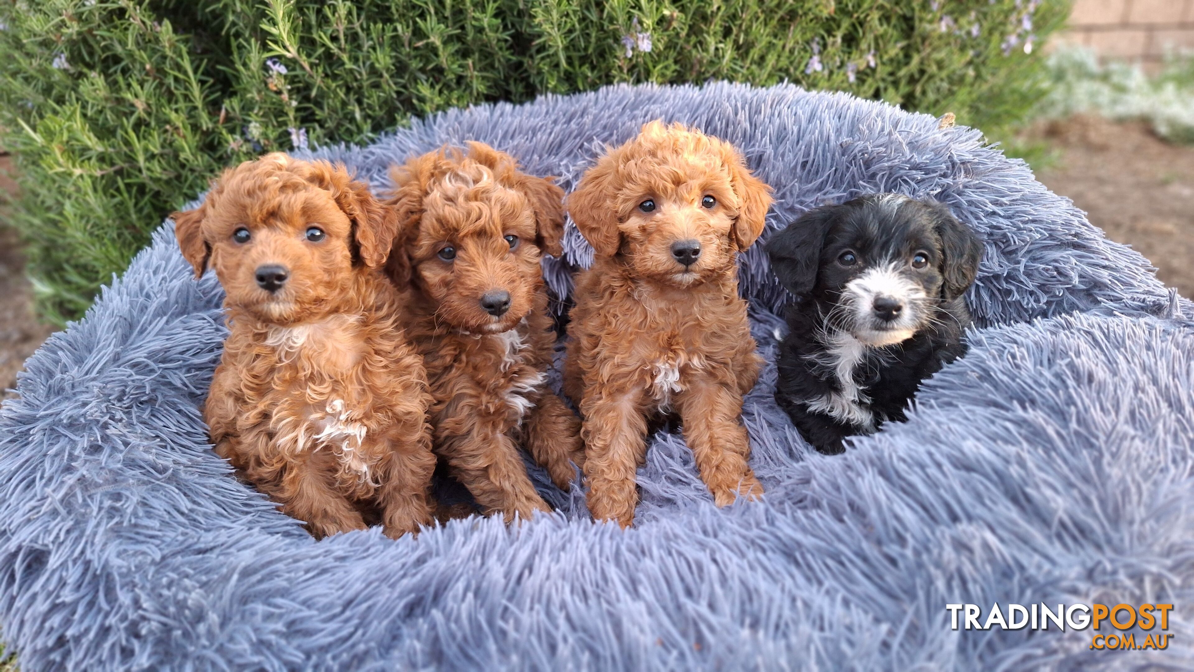 F1b POODLE X DACHSHUND PUPPIES!!