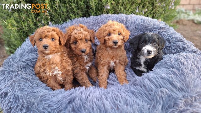 F1b POODLE X DACHSHUND PUPPIES!!