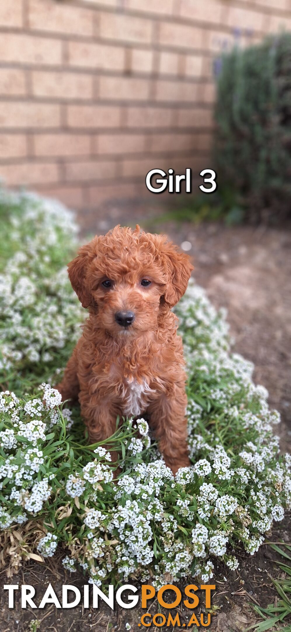 F1b POODLE X DACHSHUND PUPPIES!!