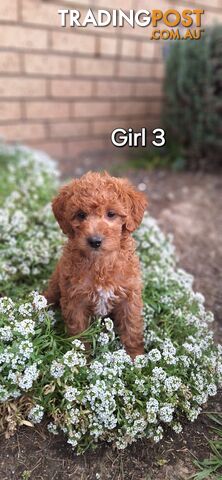 F1b POODLE X DACHSHUND PUPPIES!!