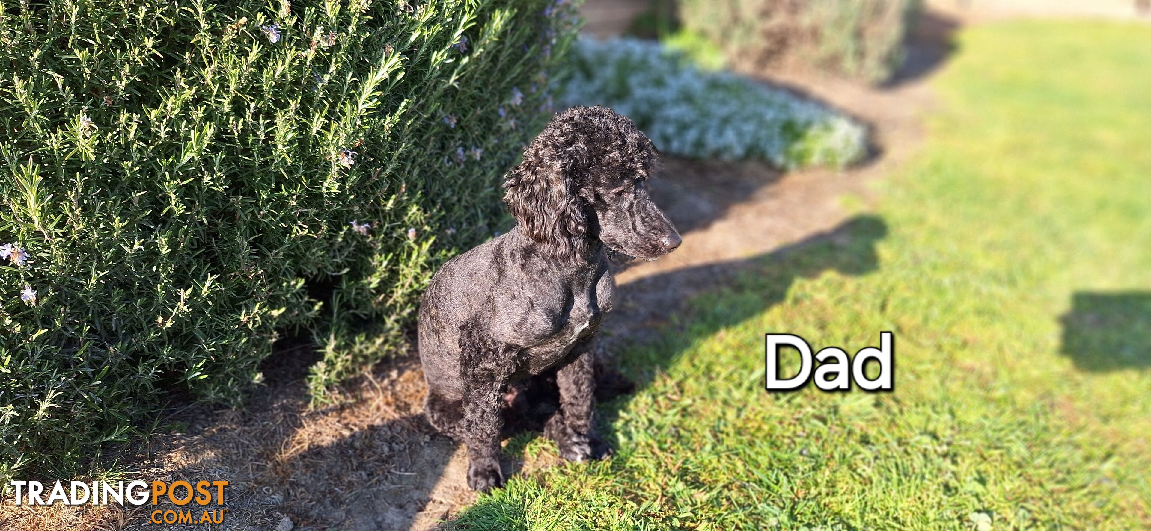 F1b POODLE X DACHSHUND PUPPIES!!