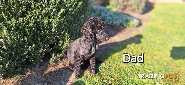 F1b POODLE X DACHSHUND PUPPIES!!