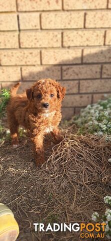 LAST PUP!! MINI POODLE X DACHSHUND PUPPY