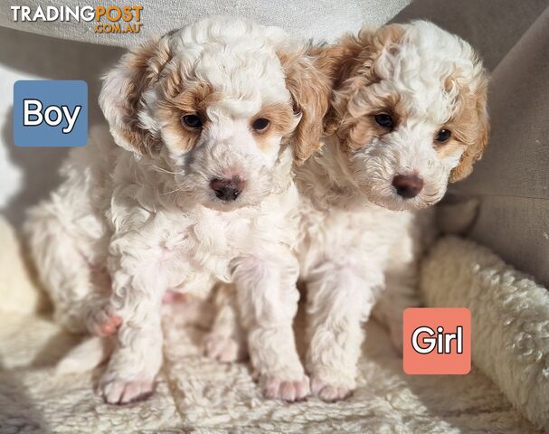 Mini Poodle Puppies!!