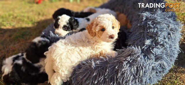 Mini Poodle Puppies!!