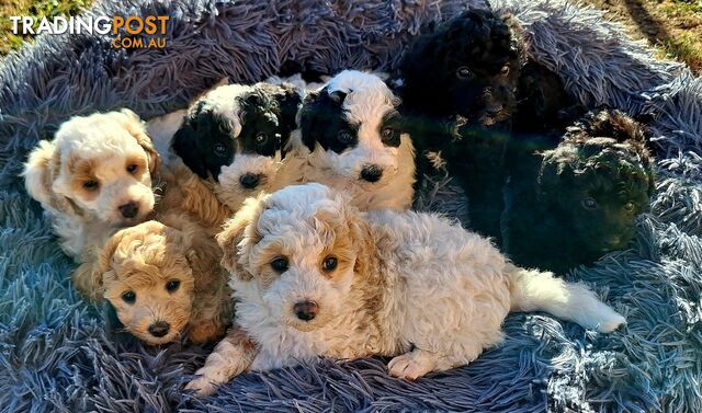 Mini Poodle Puppies!!