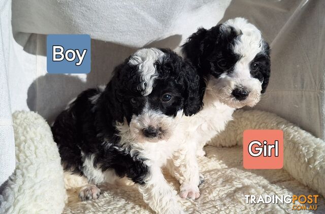 Mini Poodle Puppies!!