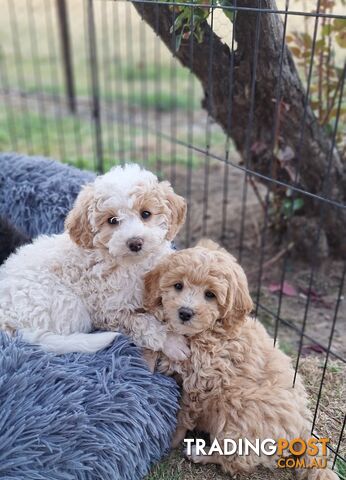 Mini Poodle Puppies!!