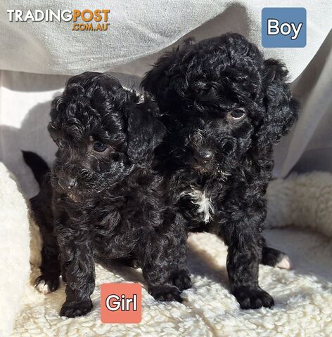 Mini Poodle Puppies!!