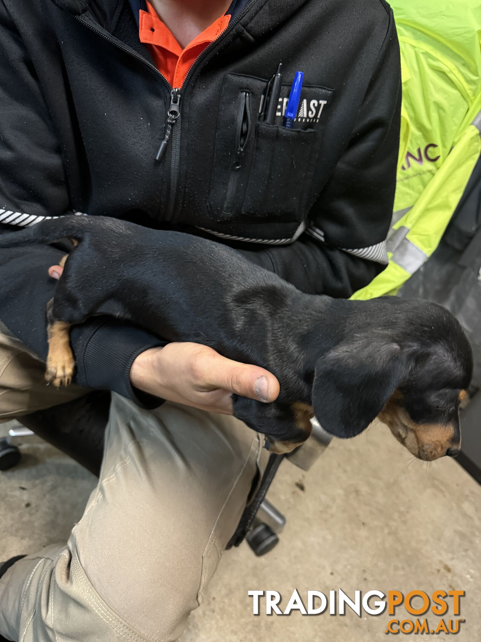 Dachshund puppy female