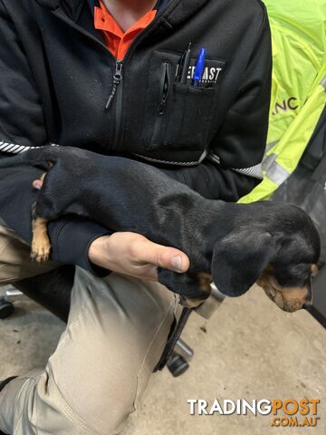 Dachshund puppy female