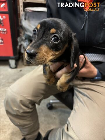 Dachshund puppy female