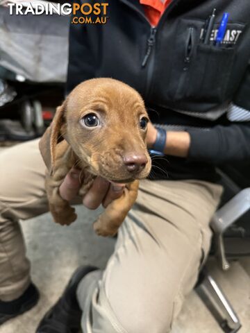 Dachshund puppies for sale