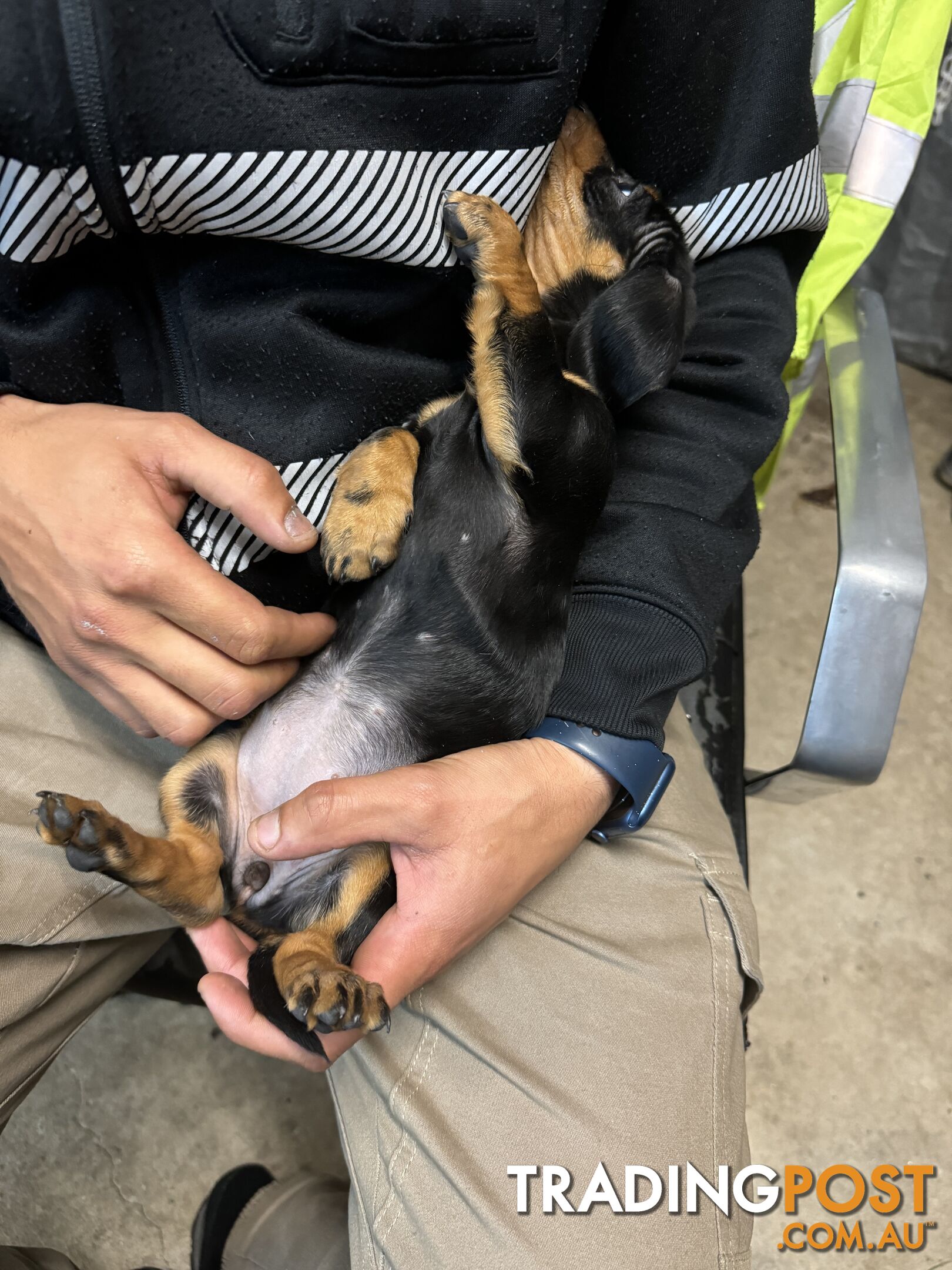 Dachshund puppy female