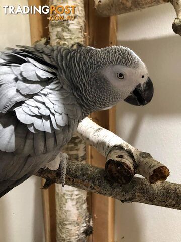 Bonded Pair Of African Grey Parrots