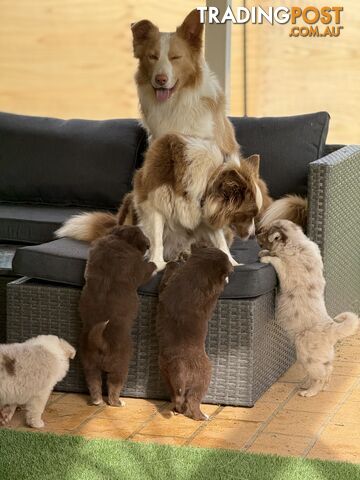 Border collie puppy 