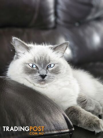 Female Ragdoll