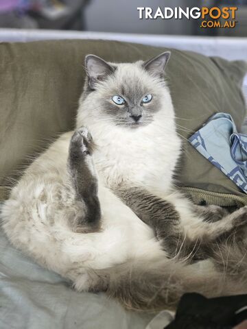 Female Ragdoll - photo 2 of 5