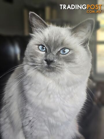 Female Ragdoll - photo 3 of 5