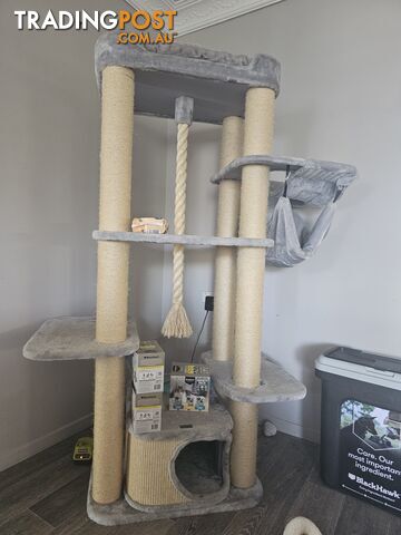 Female Ragdoll - photo 5 of 5